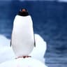 Tired penguin