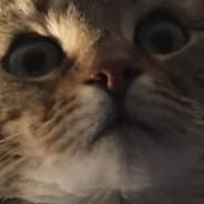 d e n n i s