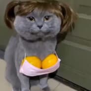 HomieCaT