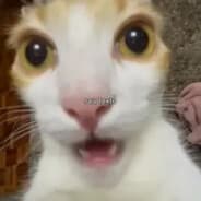Gatito