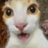 Gatito