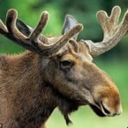 Moose