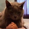 sTUPID FUCKI NG CAT