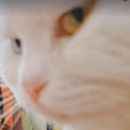 piuu
