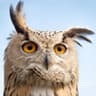 O RLY? ツ