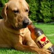 Litrona Dog