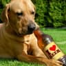 Litrona Dog