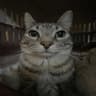 Milus