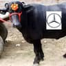 Mercedes Bhains