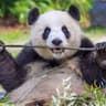 xX_McPanda_Xx