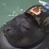 Seal-in-Tux