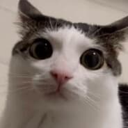 VERN_