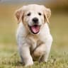 i love golden retrivers