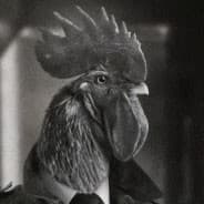 CzarnyKogut ????????