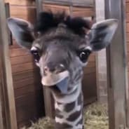 Melman