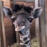 Melman