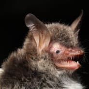 Bat