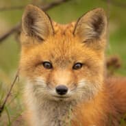 foxLoVeyou