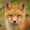 foxLoVeyou