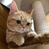 Queenieヽ(◠‿◠????)