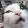 Sir Kitty