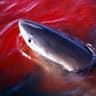 Blood in the Water