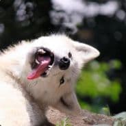 Wolfvuki