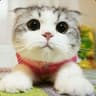 LolCoolKat