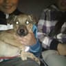 popdog