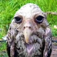 wet owl