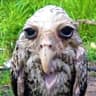 wet owl