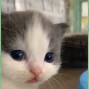 yy