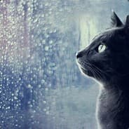 VACCat