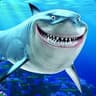 Uptightshark