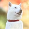Cool Doge