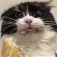 zoink