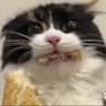 zoink