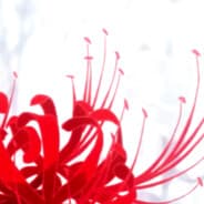Lycoris