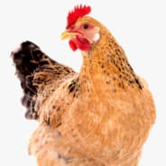 Chickn