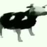 Dancing Cow