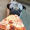 PugChamp