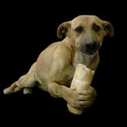 Sad Dog