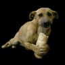 Sad Dog