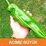 hanım bacanağı getir
