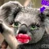 Koalified