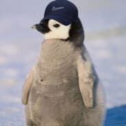 PenguinBoy420
