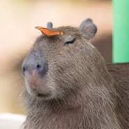 Big Fat Rat