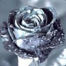 MetalRose