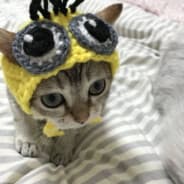 youngxizi