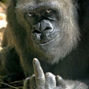 big monkey
